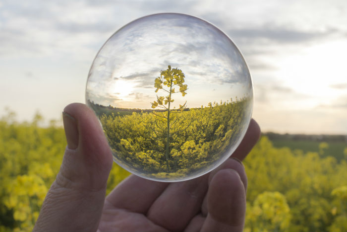 flower-bubble-field