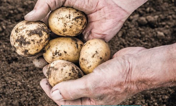 Potatoes In Hand