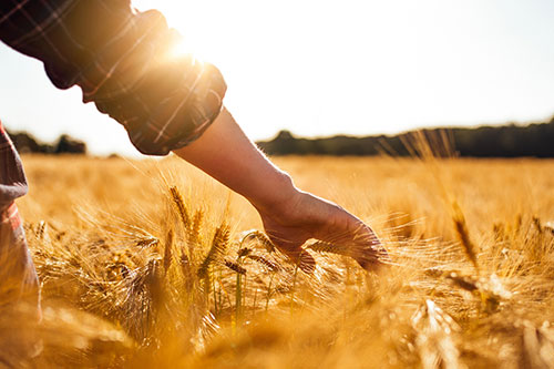 Agri Field Image