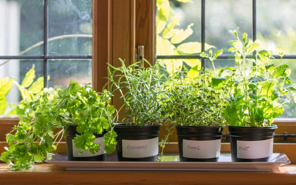 Plants on window sill