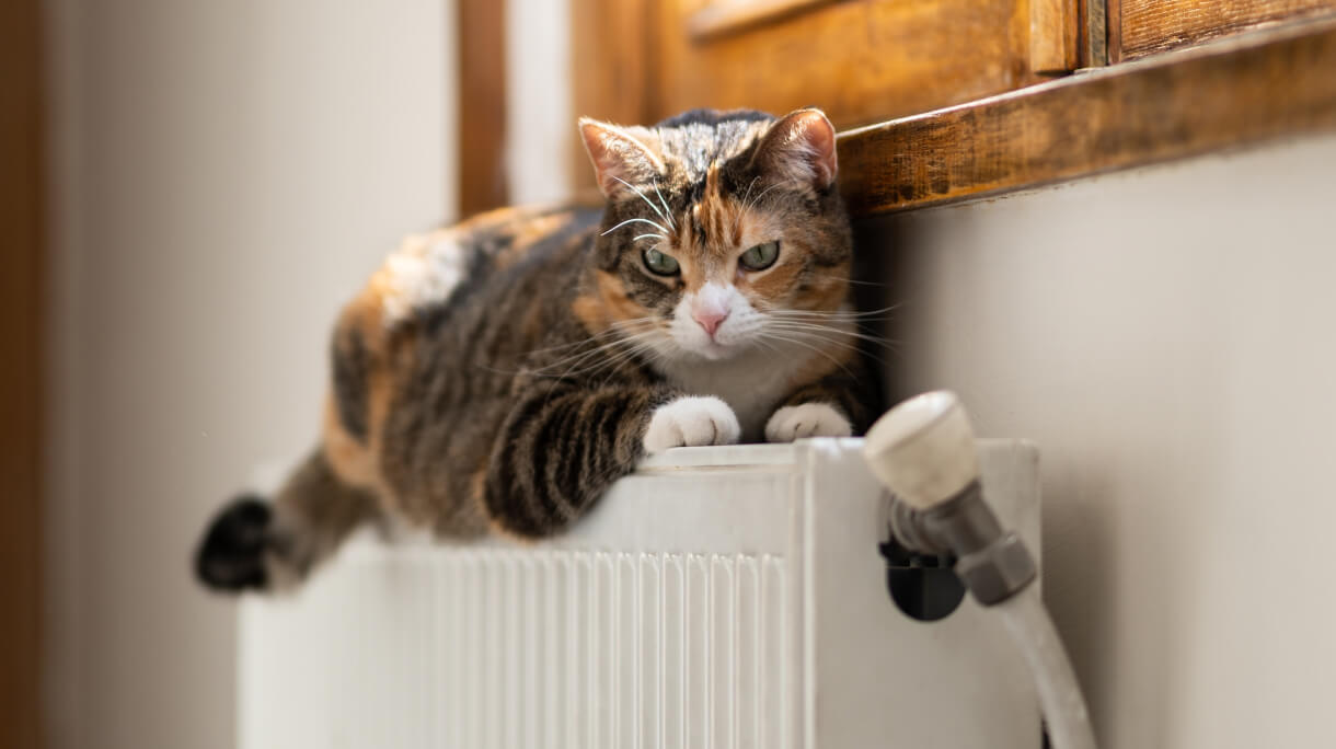 cat on radiator