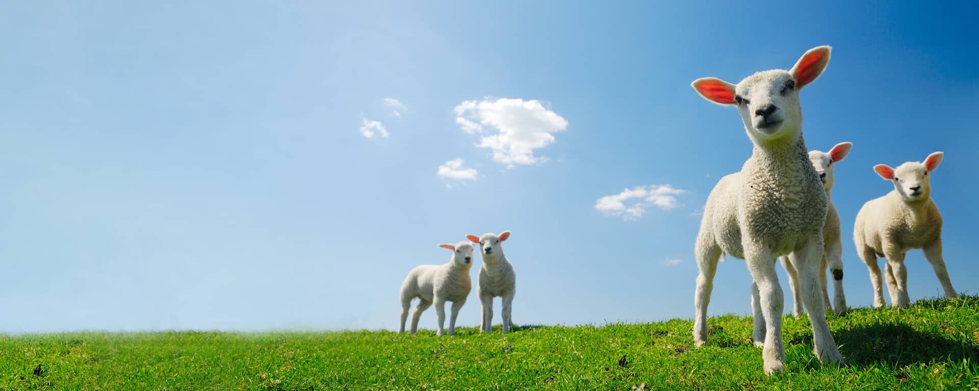 Lambs